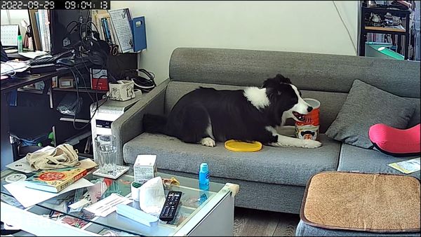 吃貨來啦！邊境牧羊犬躺沙發狂嗑「麥片」，飼主看監視器傻眼：死囝仔住手