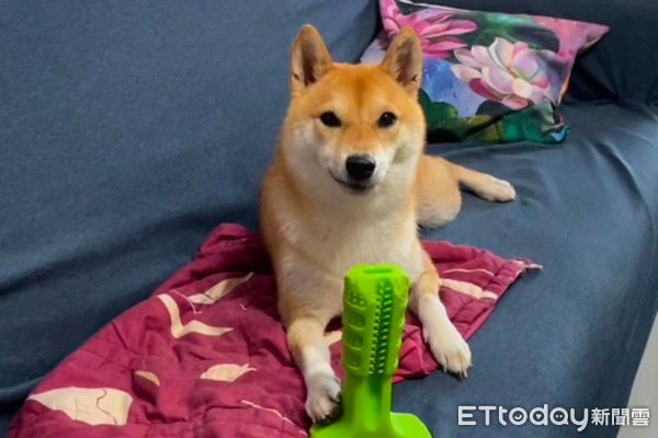 已融化！超萌柴犬炫耀玩具竟「歪嘴壞笑」，飼主傻眼：表情有夠跩
