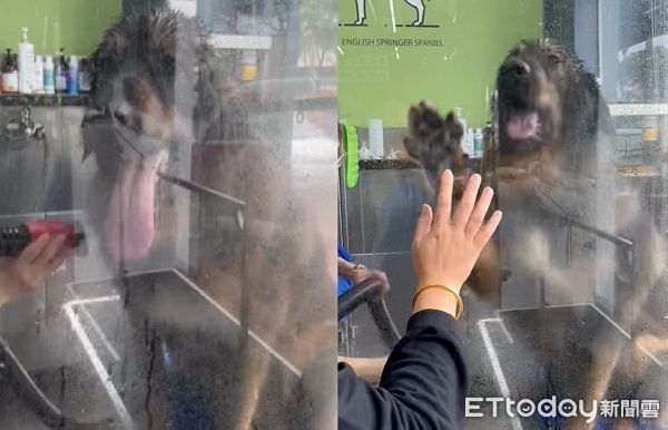 超黏人！高加索犬「菜頭」送洗以為被拋棄，看見飼主激動燦笑討摸摸