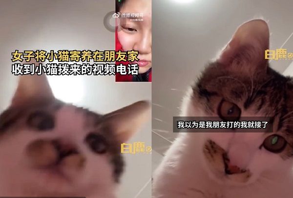 隔空傳愛！萌貓太想主人自己打視訊電話，可愛舉動融化貓奴的心