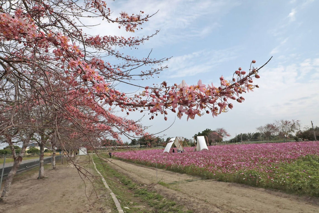 台南西港金砂花旗木+波斯菊花海開展！賞花、美食、生態一次滿足
