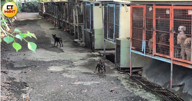  獸醫謝明偉開繁殖場「9成狗被剪聲帶」！動保處查證屬實開罰、獸醫禁再經營  