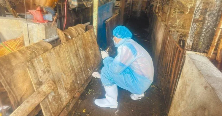 非洲豬瘟案衝擊！台中紀姓特約獸醫心寒宣布：明年起不再簽約，「情義已盡」