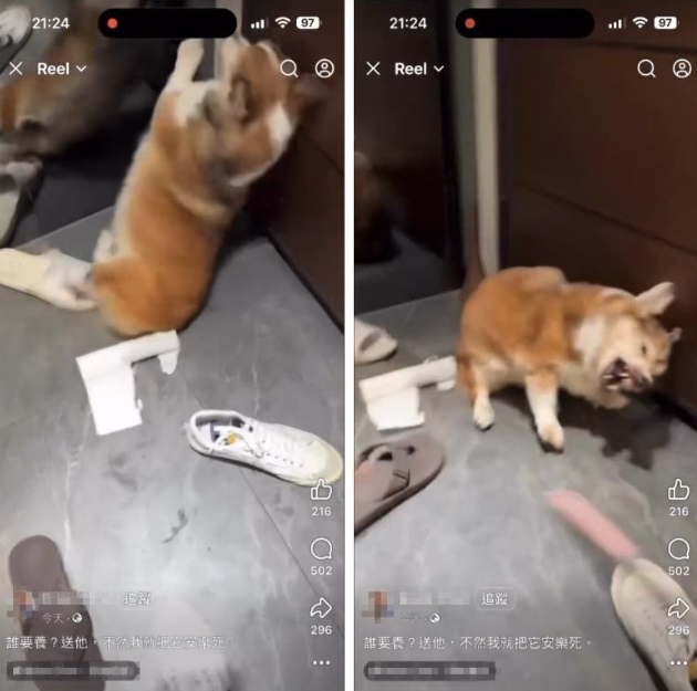 茶聚加盟主詹孟樺虐待15歲柯基影片瘋傳　總部凌晨急發聲明停權調查